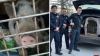 ‘Slippery swine' captured after weeks on the run in Bensalem Township