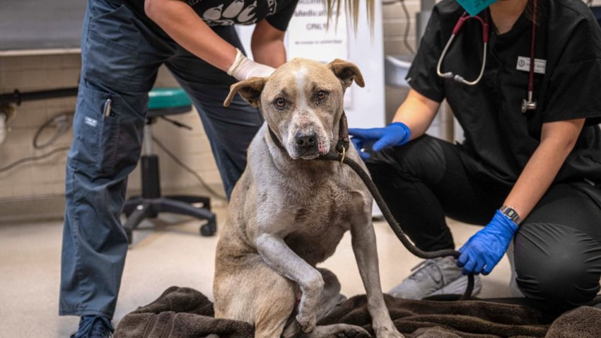 Dog rescued from California wildfires.