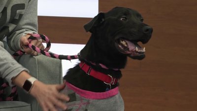 Clear the Shelters: Meet Mystic