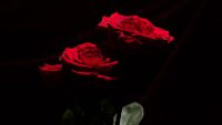 Red roses on a black background.