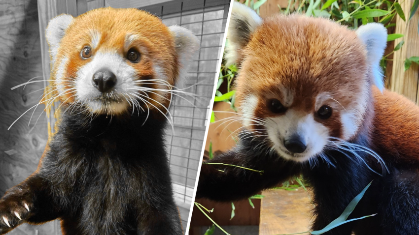 A red panda at the Cape May County Zoo has died.