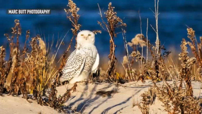 Snowy owl sitting on sand dune at the Jersey Shore