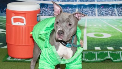 ACCT Philly hosting Super Bowl adoption event