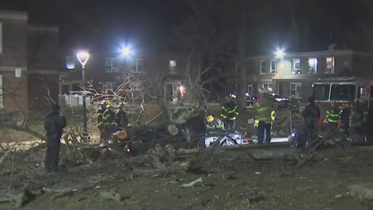 Woman dies after tree falls on car in Northeast Philadelphia – NBC10 ...