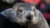 Punxsutawney Phil sees shadow, calls for 6 more weeks of winter