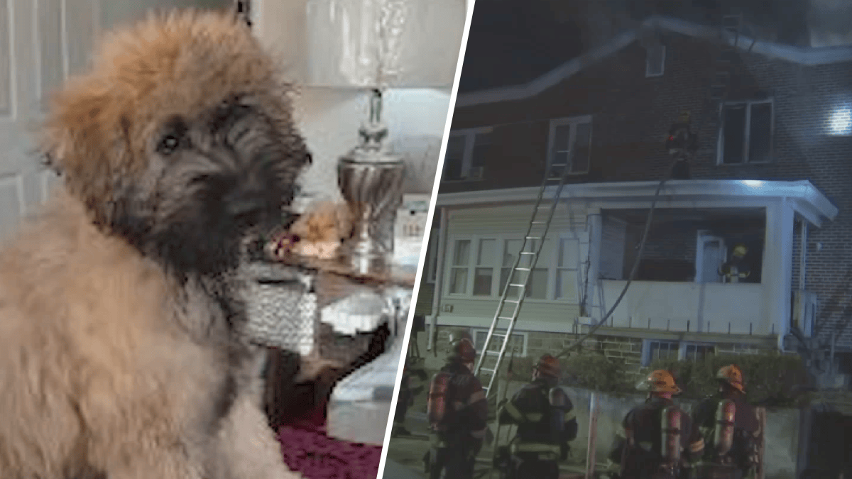 Dog wakes up Philadelphia family as house next door burns – NBC10 ...
