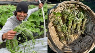 Wasabi farmer Shannon Maas is among the rare U.S. growers of specialty produce who makes a healthy profit.