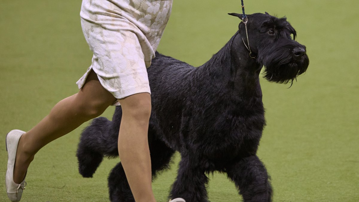 Giant schnauzer named Monty wins best in show at Westminster Kennel Club NBC10 Philadelphia