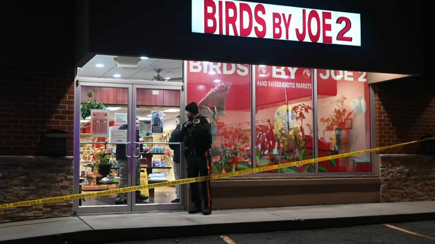 birds by joe 2