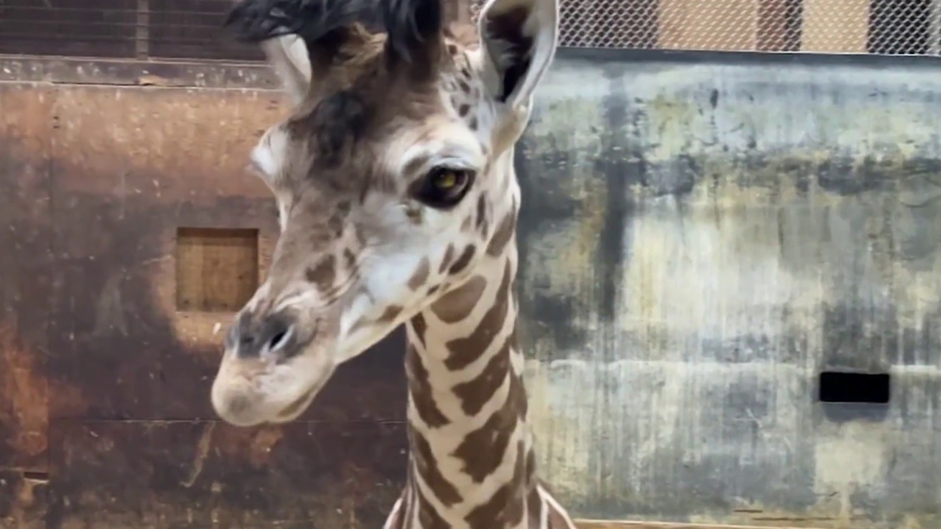 giraffe 38210552847-1080pnbcstations.