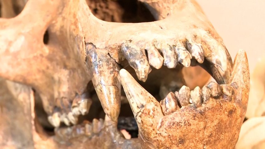 Ancient cave bear skull up for auction in Alaska 