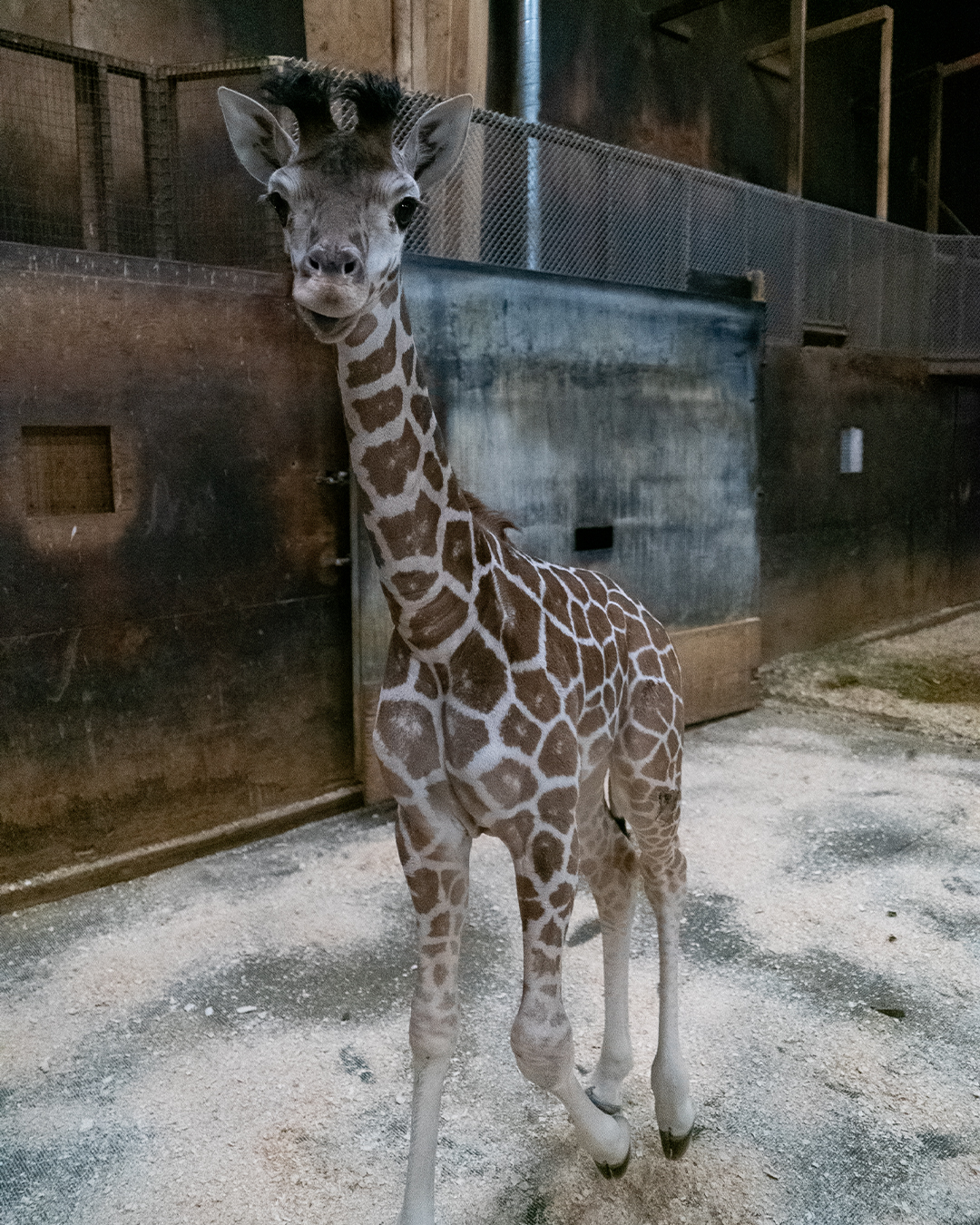 Coral giraffe calf to join Six Flag Great Adventure's Wild Safari