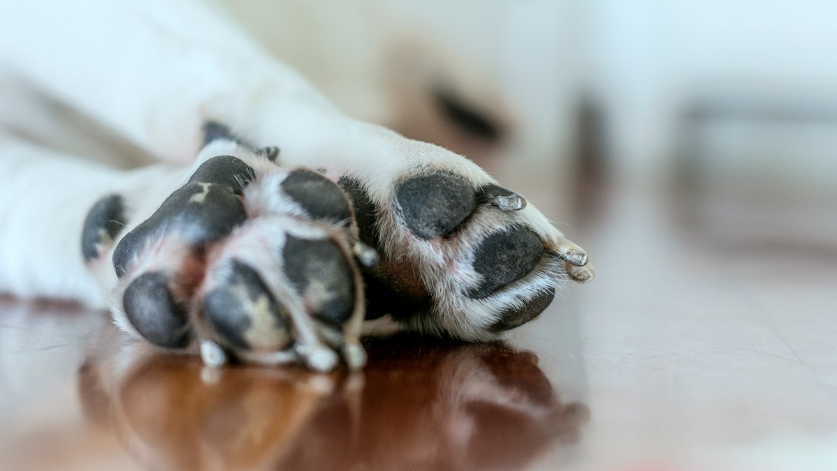 Nearly 200 dogs seized from ex-NFL player in dogfighting case