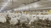 Delaware chicken farms forced to ‘depopulate' amid avian influenza outbreak