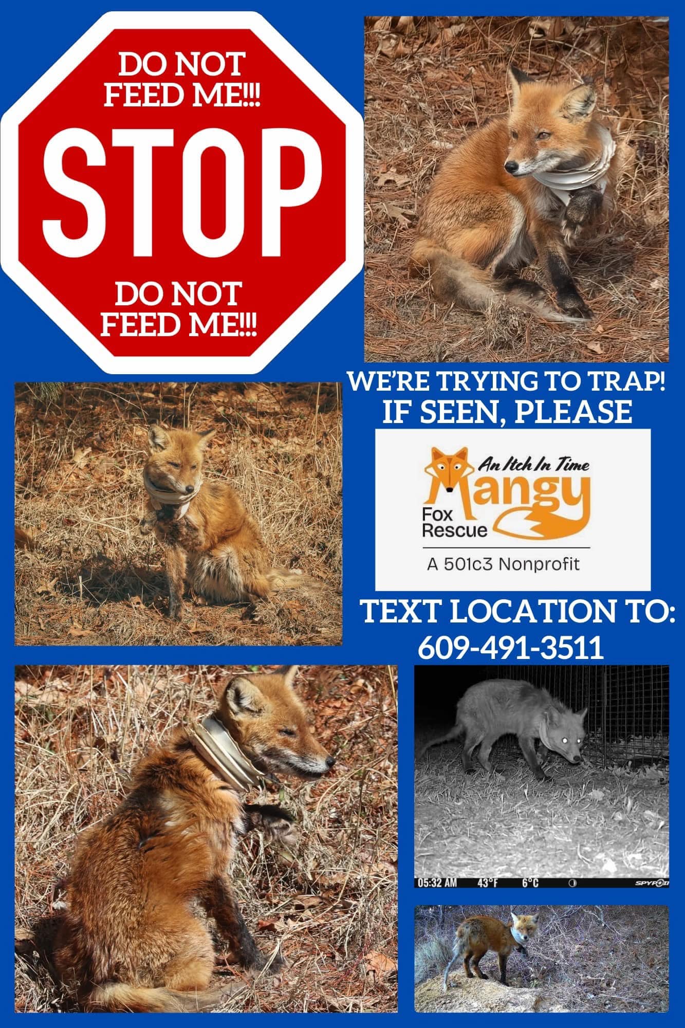 Police in NJ working to save fox with neck, leg caught in plastic ...