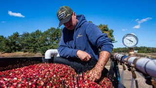 A farmworker uses a sorting and cleaning machine as cranberries are harvested at the Weston Cranberry Corporation Farm in Carver, Massachusetts on October 8, 2024.