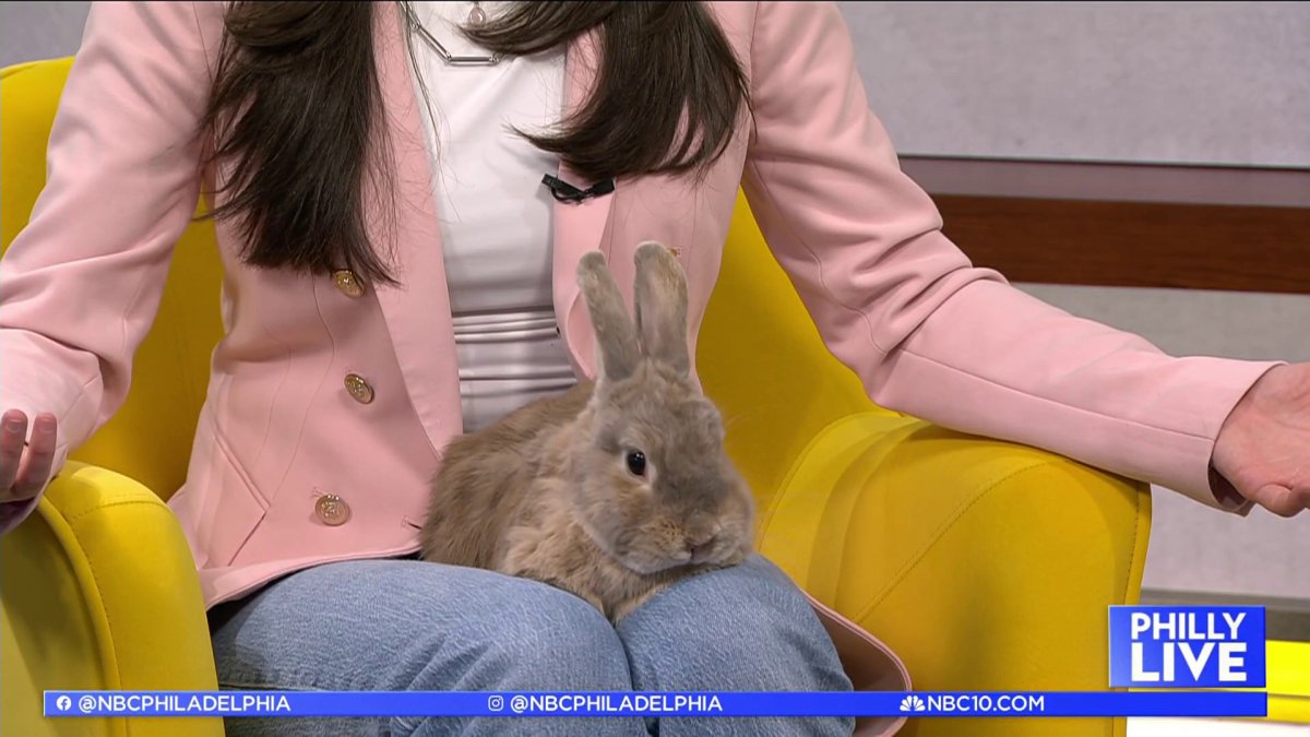 Expert shares advice on caring for rabbits as pets – NBC10 Philadelphia