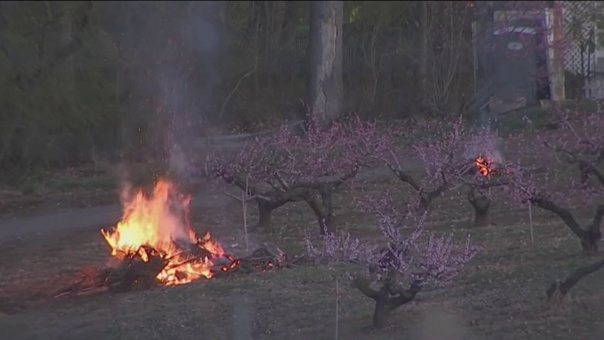 Linvilla Orchards lighting controlled fires to keep peach trees warm