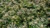Marijuana holiday 4/20 coincides with Easter and Passover this year. Here's what to know