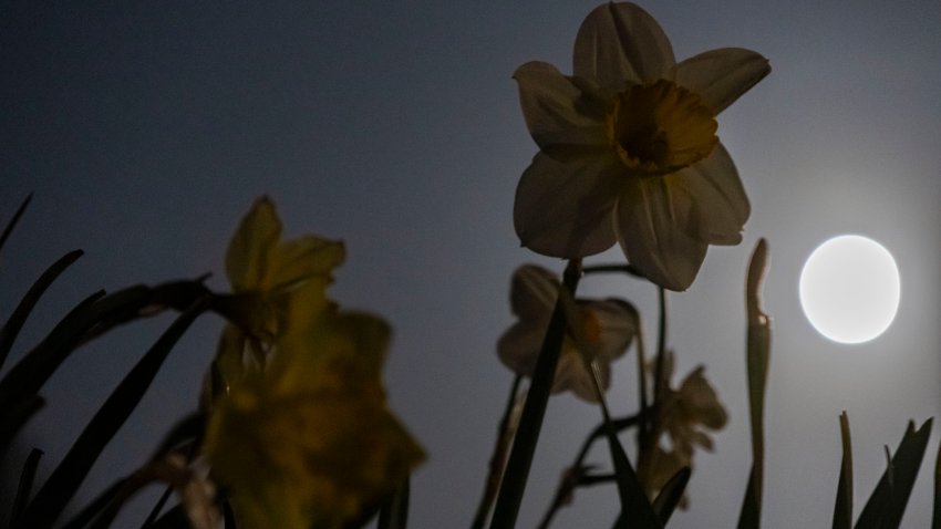 The full moon rises behind Daffodil flowers also known as Narcissus, a genus of predominantly spring flowering perennial plants of the amaryllis family, Amaryllidaceae.Full moon of April 2025 rises in the dark sky, the moon is called a micromoon as it is at the farthest point from Earth and looks smaller than usual. The moon of April is called pink moon referring to the blooming flowers and the spring season. Moon, Luna our earth’s natural satellite is illuminating the night sky. The Moon is an astronomical body orbiting Earth and is the planet’s only natural satellite known as Selene or Luna. Eindhoven, Netherlands on April 12, 2025