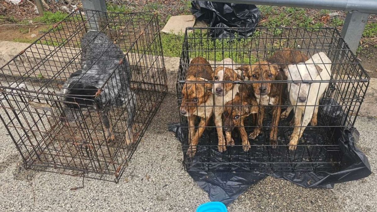cattle-dogs-abandoned.jpg?