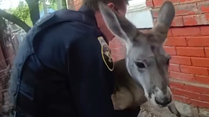 Kangaroo