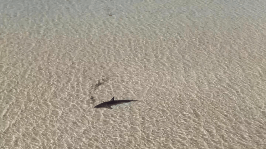 Great white shark stuck in a sand bar in Australia