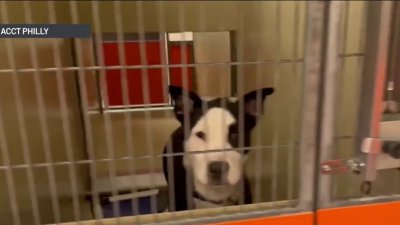 Philly animal shelter offering $10 adoptions