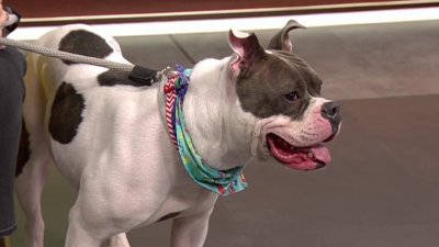 Clear the Shelters: Meet Becky