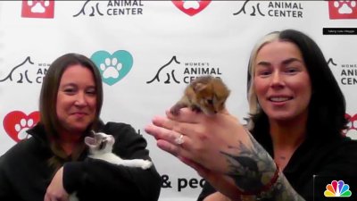 You can help clear the Women's Animal Center shelter this ‘kitten season'