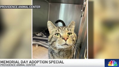 Delco animal shelter offering 50% off adoption special for Memorial Day weekend