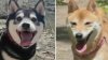 Dogs worth $3K stolen from car at Port Richmond Wawa