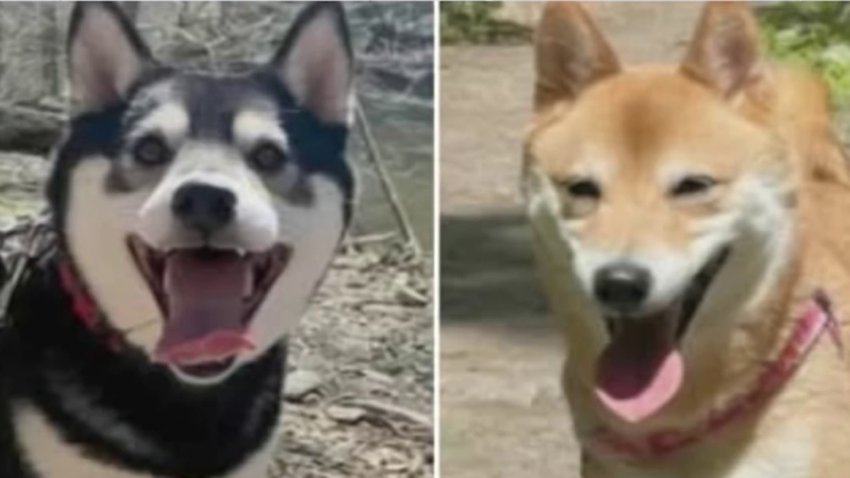 Police are investigating after a pair of dogs, valued at about $3,000, were stolen from a Port Richmond Wawa on Sunday, May 18, 2025.