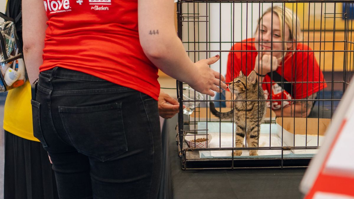 BVSPCA’s Mega Adoption Event aims to find forever homes for pets ...