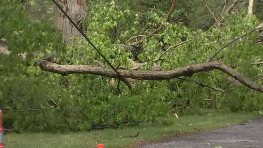 Tree branch on wire in Franklinville, New Jersey.