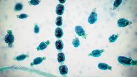 Illustration of thick-walled arthroconidia and arthrospores from the fungus Coccidioides immitis. This fungus is found in desert and semi-arid regions, and is endemic to south-western USA, Mexico and South America. C. immitis is the causative agent of coccidioidomycosis, also known as valley fever. The route of infection is almost always pulmonary, by inhalation of the spores. Agricultural workers are particularly at risk. Symptoms include a cough, chest pain, fever, rash and fatigue. Treatment is by antibiotic and antifungal drugs.