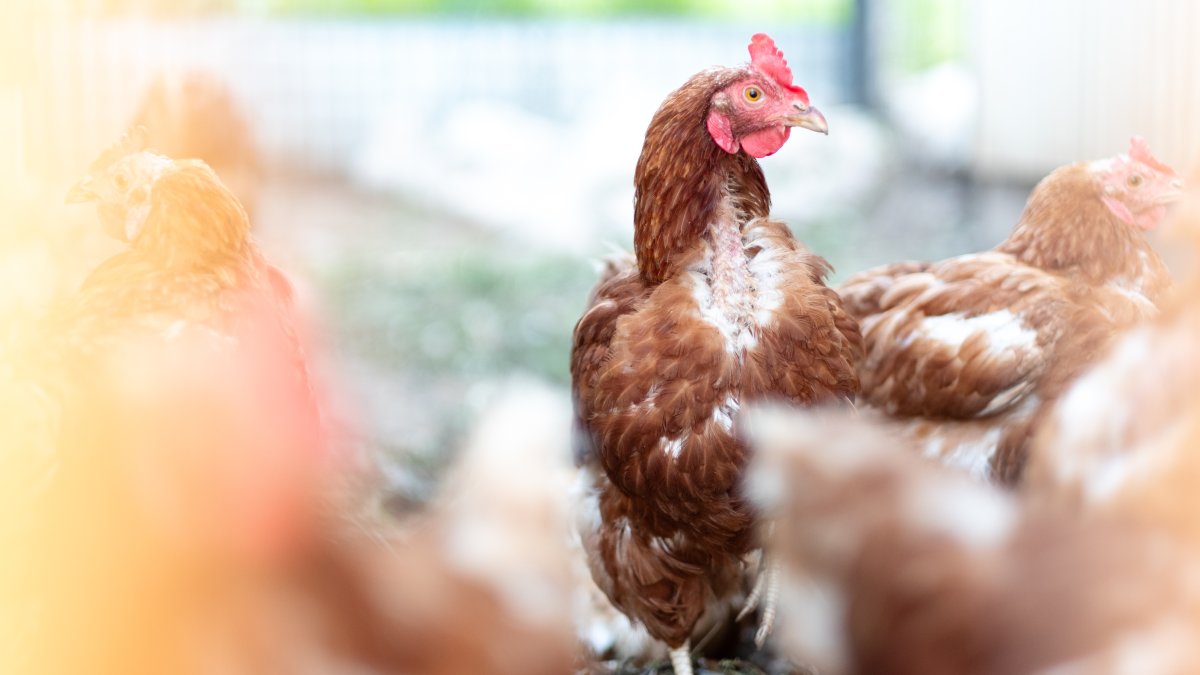 Thousands of Birds Rescued After Shipping Mishap in Delaware
