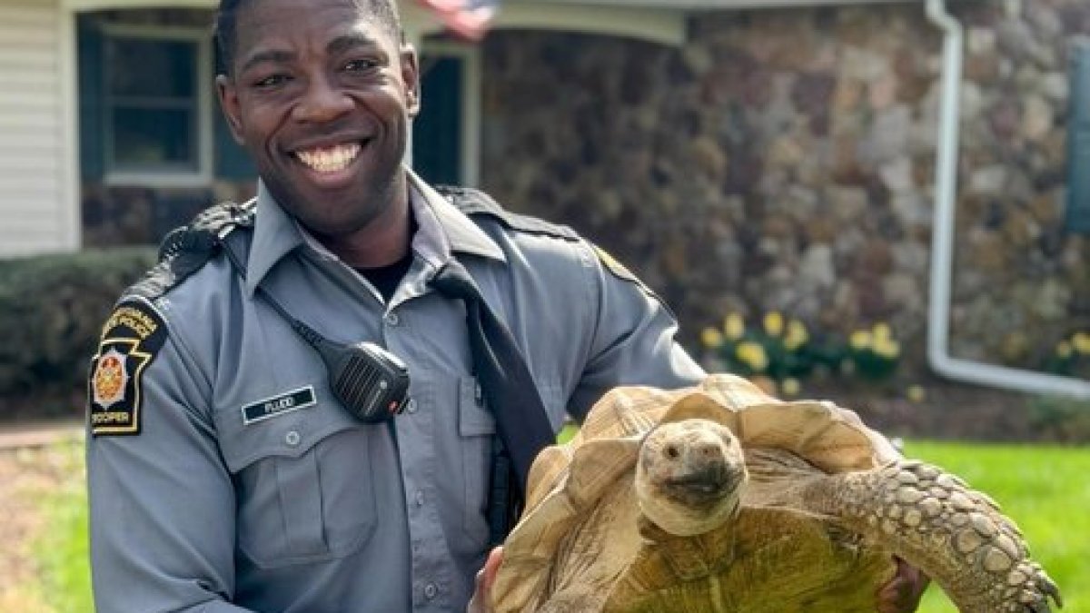 All smiles after Pennsylvania State Police trooper finds tortoise crossing Montgomery County road All smiles after Pennsylvania State Police trooper finds tortoise crossing Montgomery County road