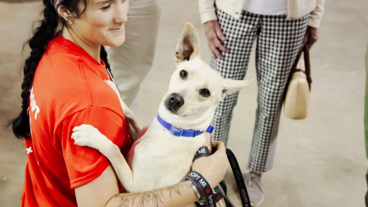 BVSPCA’s Mega Adoption Event aims to find forever homes for pets – NBC10 Philadelphia