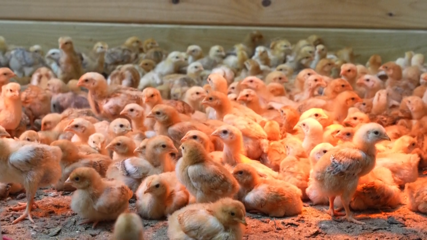 Thousands of chicks wait to be adopted