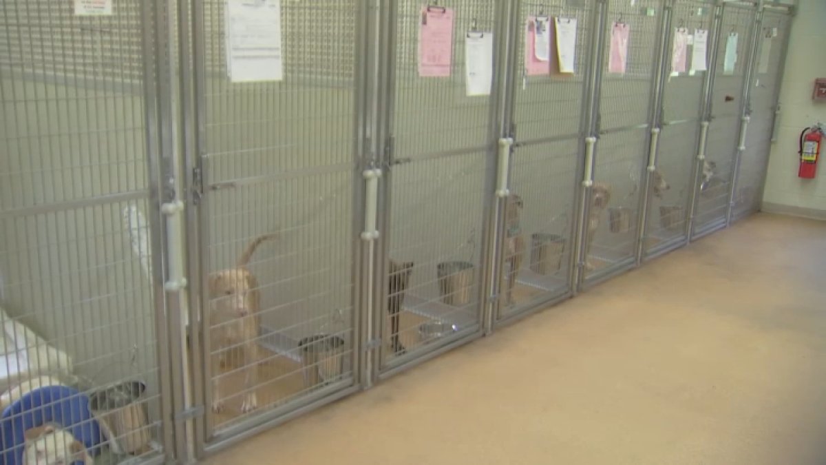 Dollar dog adoptions available at Homeward Bound in NJ – NBC10 Philadelphia