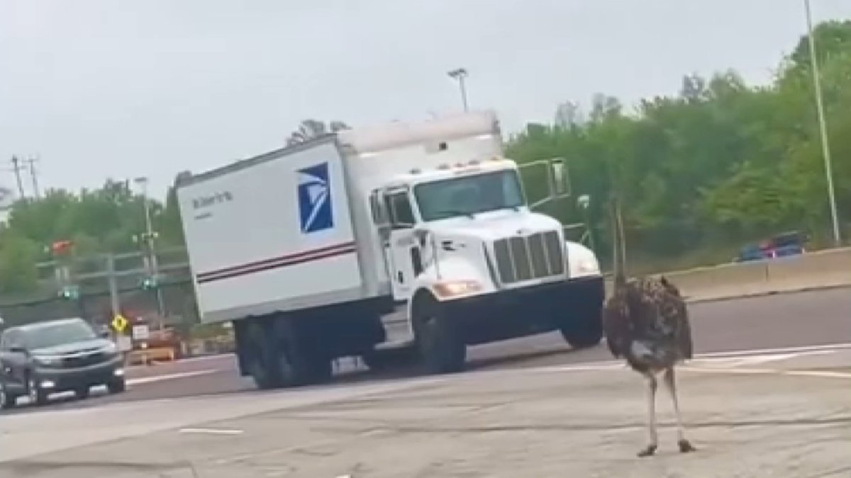 Emu Captured After Running Loose on I-76, King of Prussia