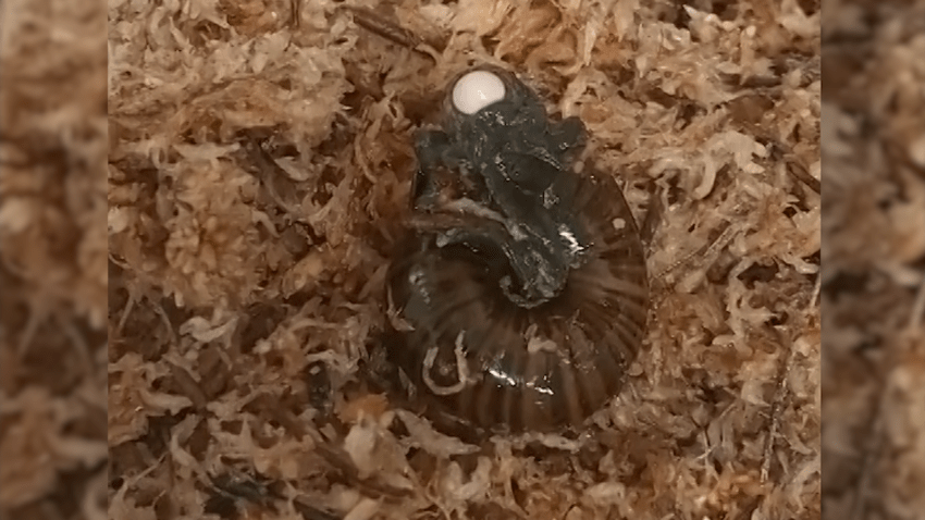 A rare New Zealand snail was captured for the first time on camera laying eggs from its neck.