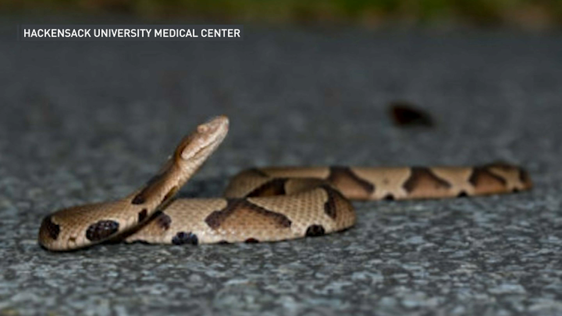 snake copperhead