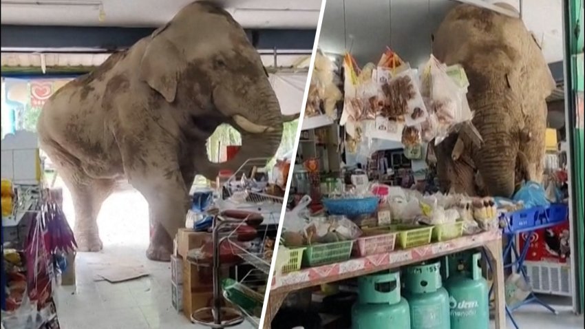Split screen of elephant in store
