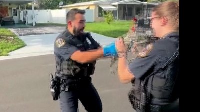 WATCH: Florida officer has hilarious reaction to first gator call