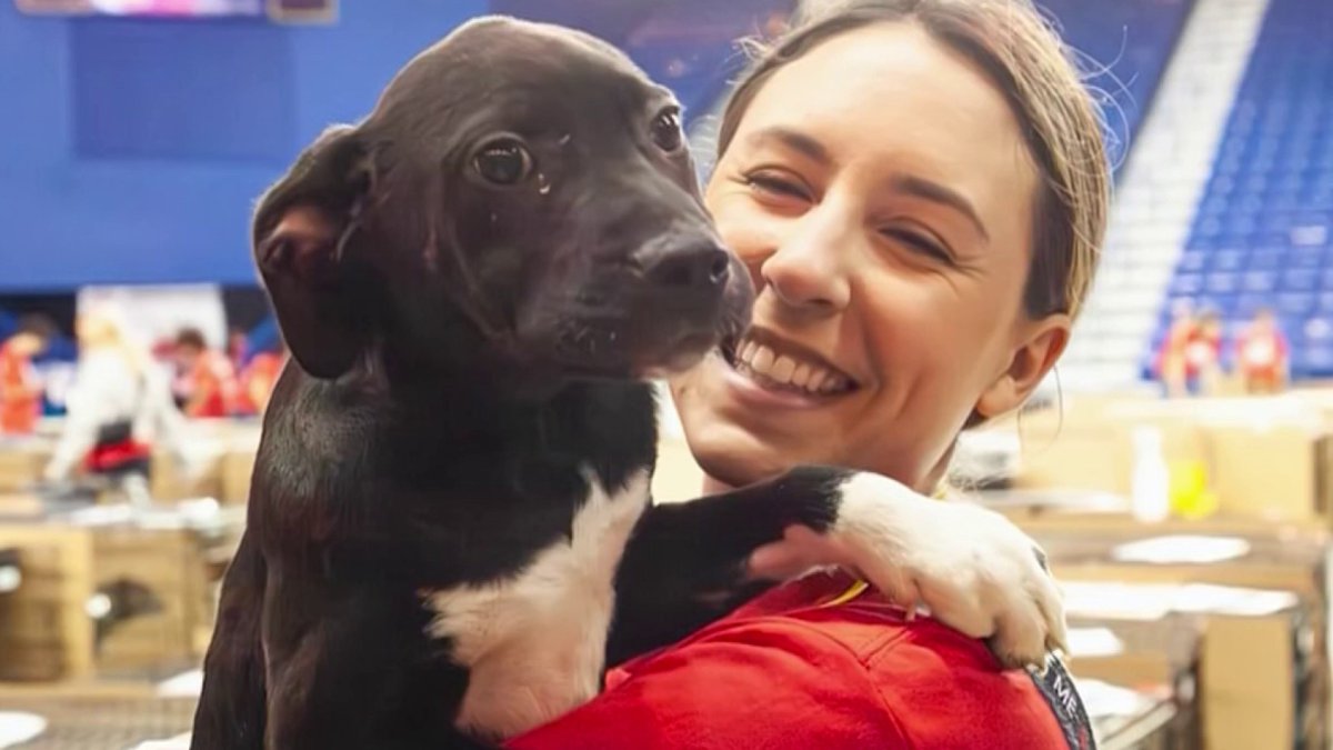 Mega adoption event coming to Newark, Del. – NBC10 Philadelphia