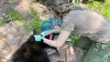 A Michigan bear roamed the woods for two years with a lid around his neck. Not anymore.