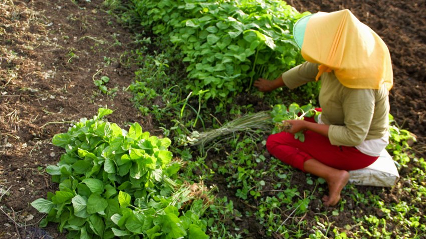 File. A woman is seen harvesting kale vegetables.
The Jakarta City Farmers Group extended their farming project to Jakarta International Stadium. They use the land to grow spinach, kale, and other vegetable crops.