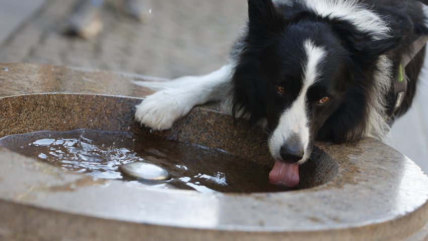 08 August 2022, Saxony-Anhalt, Wernigerode: A dog refreshes itself at a drinking water dispenser in the city center. In many cities, free water is provided. Here, visitors can fill up their water supplies or simply refresh themselves a bit. There are only a few public drinking water fountains in Saxony-Anhalt’s cities. Photo: Matthias Bein/dpa (Photo by Matthias Bein/picture alliance via Getty Images)